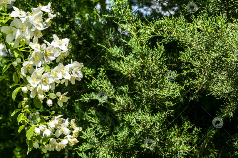 Скачать Большая ветвь покрыта белыми цветами жасмина Philadelphus lewisii на размытом фоне зеленых листьев кустарника и вечнозеленых ветвей можжевельника. фотосток Ozero