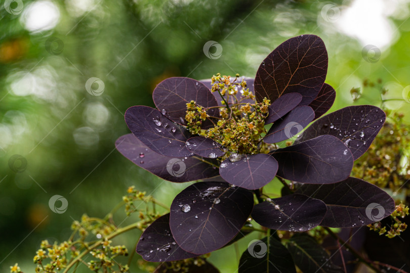 Скачать Фиолетовые листья Cotinus coggygria Royal Purple (Rhus cotinus, европейское дымчатое дерево) на размытом фоне зелени в саду. Выборочный фокус. Крупные капли дождя на фиолетовых листьях. Концепция природы для дизайна. фотосток Ozero