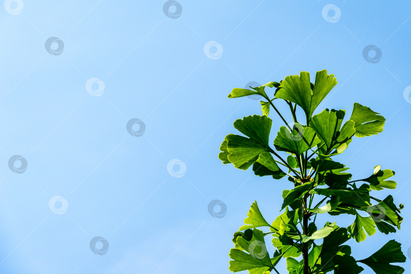 Скачать Крупный план зеленых молодых листьев дерева гинкго (Ginkgo biloba), известного как гинкго или жимолость, на фоне голубого неба. фотосток Ozero