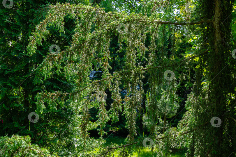 Скачать Горизонтально растущие серебристые ветви можжевельника Juniperus communis Хорстманна на фоне вечнозеленых растений в саду. Удивительный занавес из вертикально свисающих серебристых ветвей можжевельника Хорстманна. фотосток Ozero