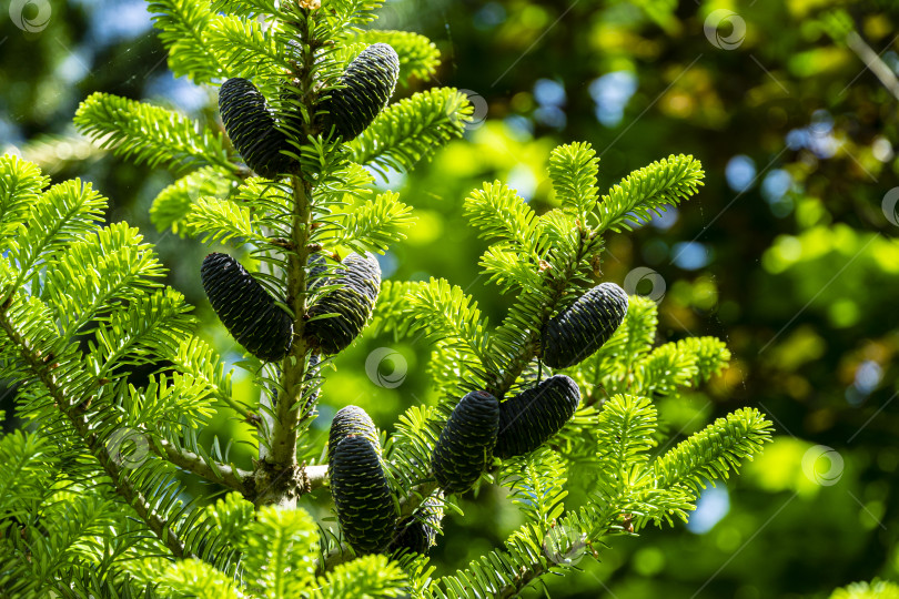 Скачать Ветка корейской ели Abies с молодыми голубыми шишками на размытом фоне зеленого сада. фотосток Ozero