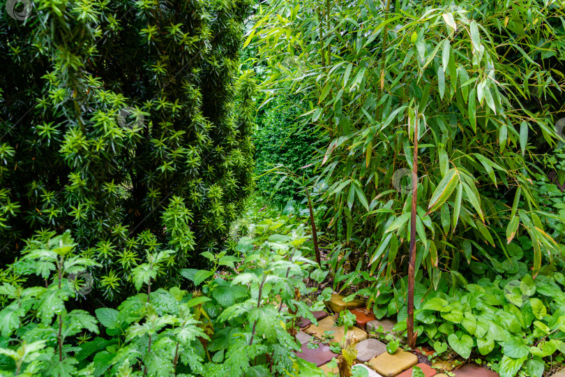 Скачать Побеги бамбука bamboo Phyllostachys aureosulcata растут между швами декоративной плитки. Крупный план. Колючие стволы растут вертикально вверх или под небольшим углом в окружении вечнозеленых растений. Нежные побеги бамбука едят. фотосток Ozero