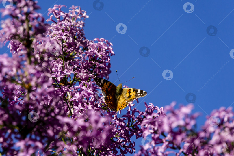 Скачать Дневная бабочка (лат. Nymphalis antiopa) из семейства нимфалидовых сидит на пурпурно-розовых цветках сиреневой микрофиллы на фоне голубого неба. фотосток Ozero