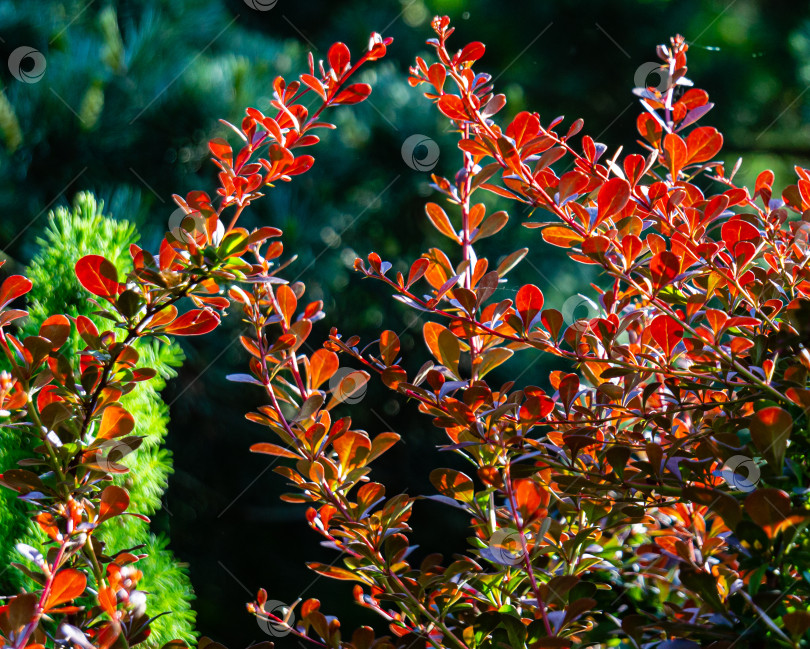 Скачать Красивая фиолетовая листва на изогнутых ветвях барбариса Berberis thunbergii Atropurpurea на размытом фоне зелени в саду. Выборочный фокус. Концепция дизайна природы Северного Кавказа. фотосток Ozero