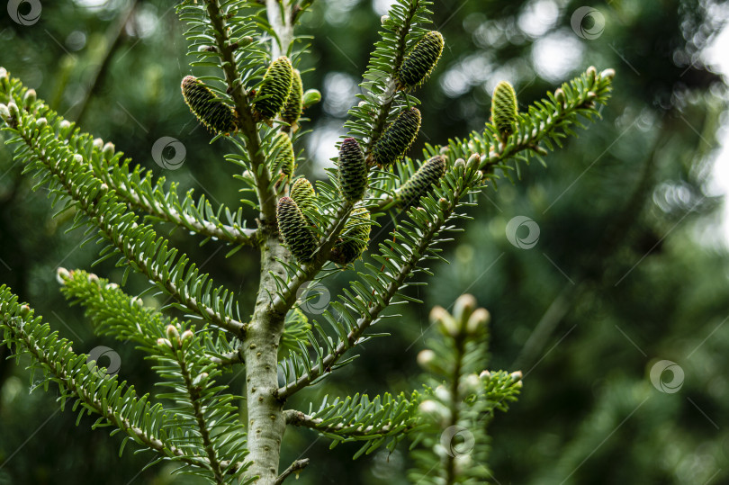 Скачать Молодые шишки на ветке ели Abies koreana на размытом фоне японской сосны Глаука. фотосток Ozero