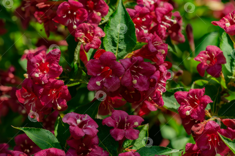 Скачать Цветущий роскошный куст вейгелы Бристоль Руби на размытом фоне зелени в волшебном саду. Выборочный фокус. Красивые ярко-розовые цветы крупным планом. Концепция природы для дизайна. фотосток Ozero