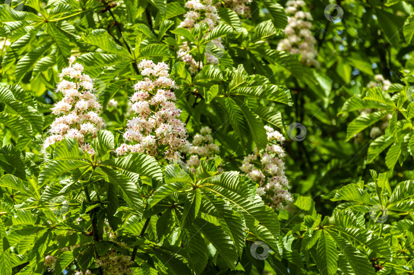 Скачать Белые цветы конского каштана (Aesculus hippocastanum, каштан) растут прямостоячими свечками вверх на размытом фоне зеленых листьев дерева. фотосток Ozero