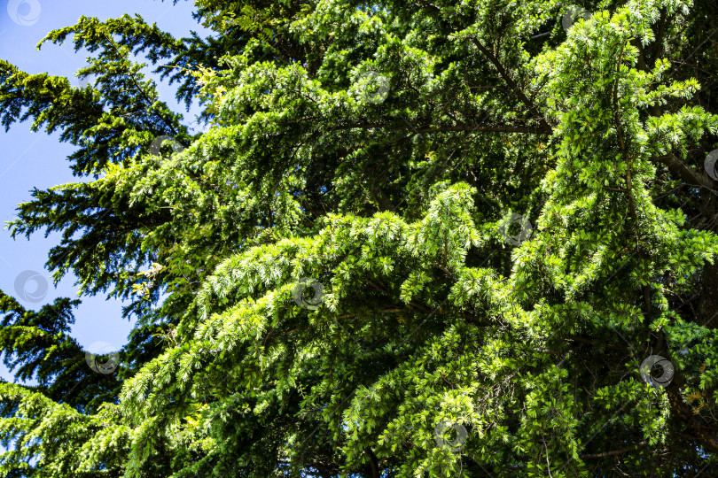 Скачать Текстура огромных свисающих ветвей вечнозеленого ливанского кедра.  Размытый фон. фотосток Ozero