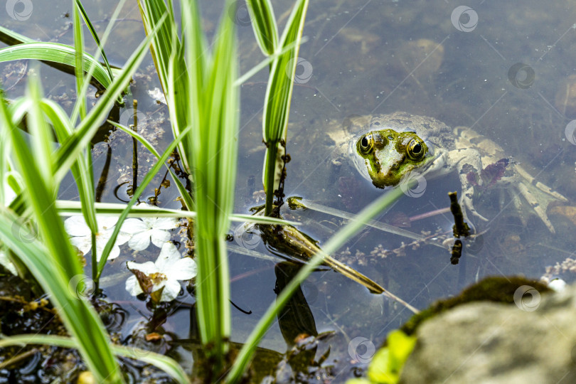 Скачать Лягушка Рана ридибунда в естественной среде обитания. Голова лягушки с большими открытыми глазами над водой. фотосток Ozero