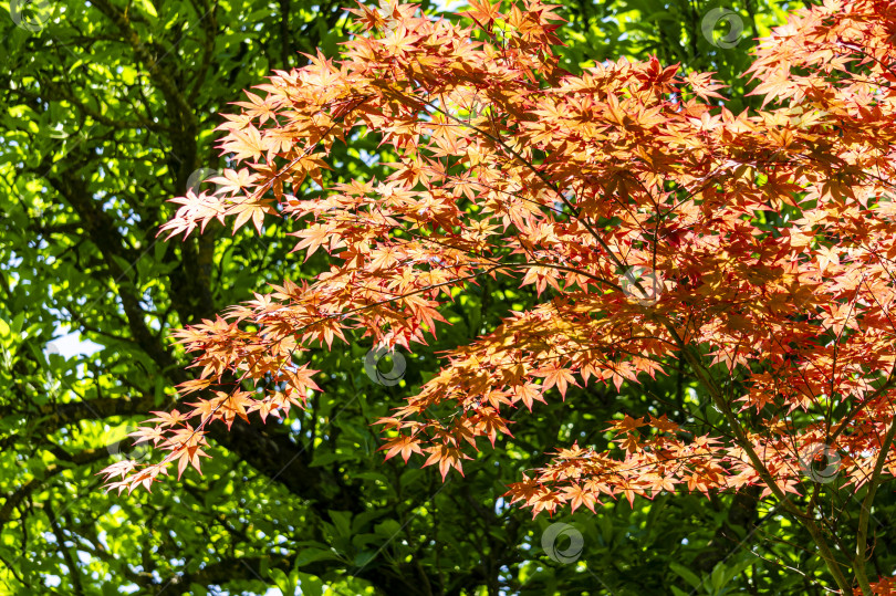 Скачать Ветви с молодыми красными листьями японского клена Acer Palmatum на размытом фоне темно-синего неба. фотосток Ozero