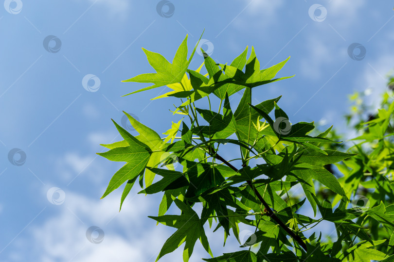 Скачать Темно-зеленые листья Ликидамбара стирацифлуа, амбровое дерево на фоне голубого неба с белыми облаками в фокусе. Вечный солнечный день. фотосток Ozero