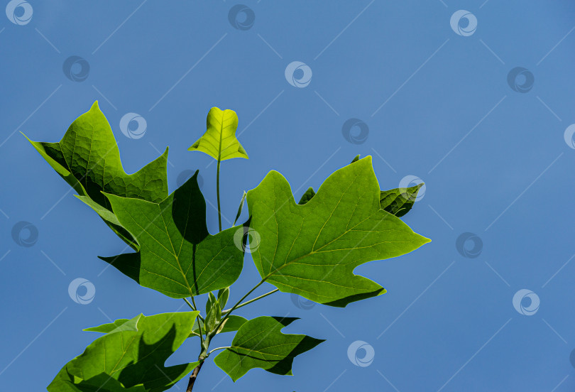 Скачать Молодые весенние листья тюльпанного дерева (liriodendron tulipifera) на фоне голубого безоблачного неба. Выборочный фокус. Крупный план. Тюльпанное дерево называют американским тюльпаном, или Тюльпановым тополем, или Желтым тополем, или Белым лесом. фотосток Ozero