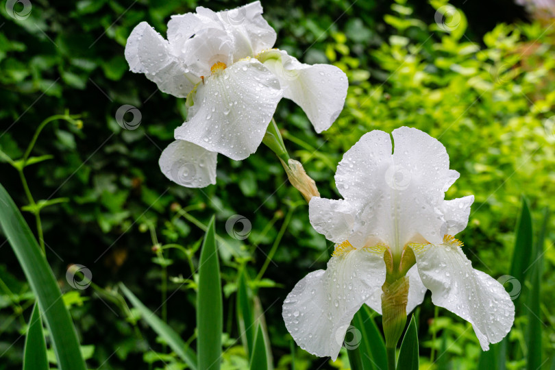 Скачать Два больших белых цветка ириса на стебле с каплями дождя на лепестках на размытом фоне зелени в саду. Выборочный фокус. Концепция дизайна природы Северного Кавказа. фотосток Ozero