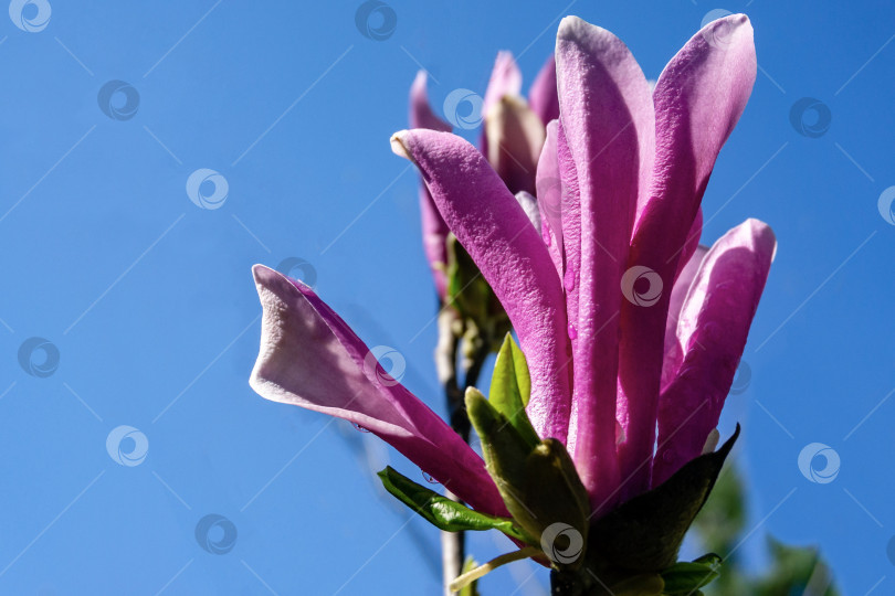 Скачать Лепестки большого розового цветка магнолии Сьюзен (Magnolia liliiflora x Magnolia stellata) в ясный солнечный день на фоне размытого голубого неба. фотосток Ozero