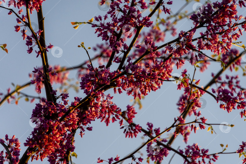 Скачать Фиолетовые цветы восточной Редбадии или восточной редбадии канадской Cercis canadensis в Цуне на закате. фотосток Ozero