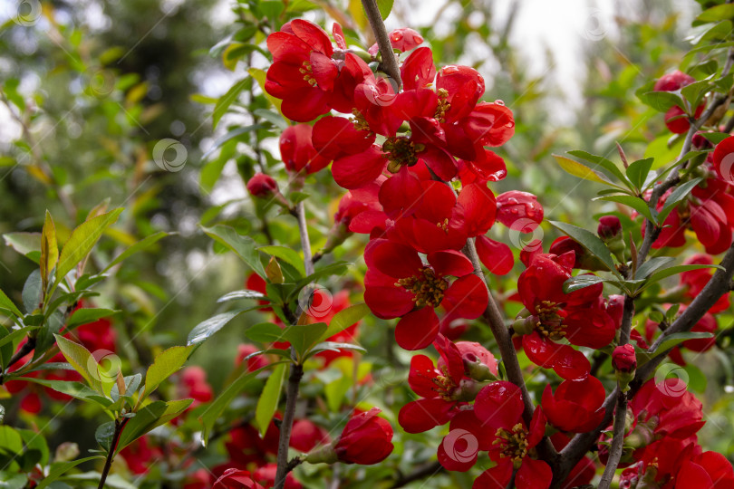 Скачать Крупный план цветущей ветки японской айвы или chaonomeles japonica. Множество крупных красных цветов на размытом фоне зеленого сада фотосток Ozero