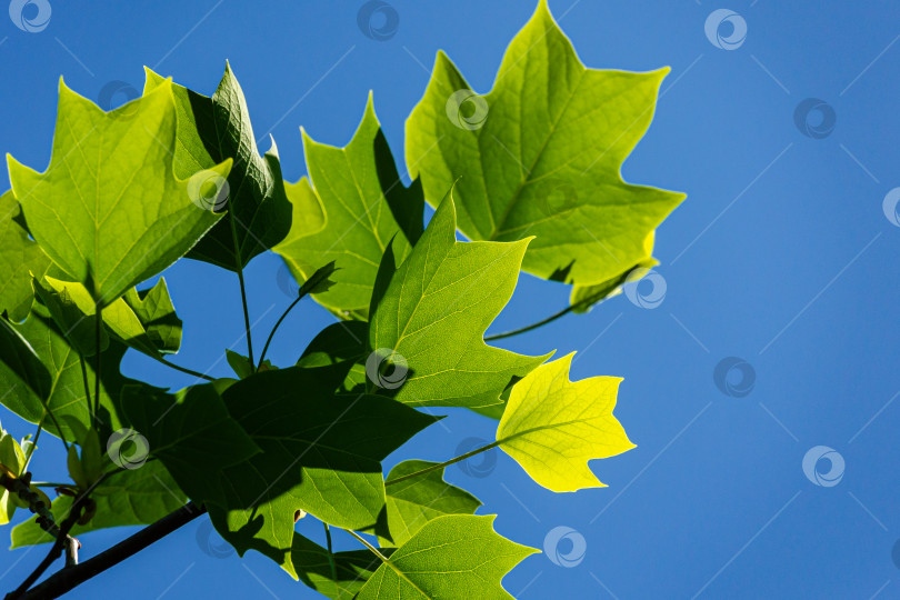 Скачать Молодые ярко-зеленые листья тюльпанного дерева (Liriodendron tulipifera), называемого тюльпанным деревом, американским тюльпанным деревом, тюльпанным тополем, желтым тополем, белым лесом на фоне ясного голубого неба. Избирательный фокус. фотосток Ozero