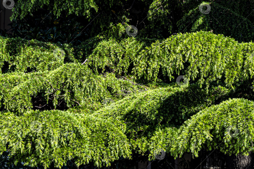 Скачать Крупный план свисающих ветвей с зелеными иголками. фотосток Ozero