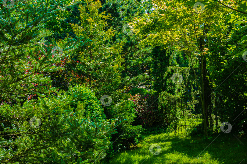 Скачать Очень красивый солнечный ландшафтный сад с вечнозелеными растениями и кустарниками. Много самшитовых деревьев Buxus sempervirens и сосен. Pinus parviflora Glauca.  Умиротворяющая атмосфера релаксации. Спокойствие и удовольствие. фотосток Ozero