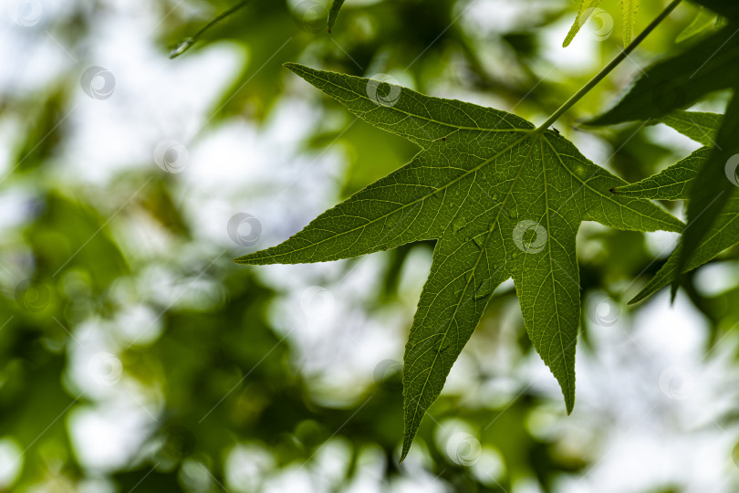 Скачать Темно-зеленые листья Liquidambar styraciflua, янтарного дерева на размытом зеленом фоне. Крупный план. фотосток Ozero