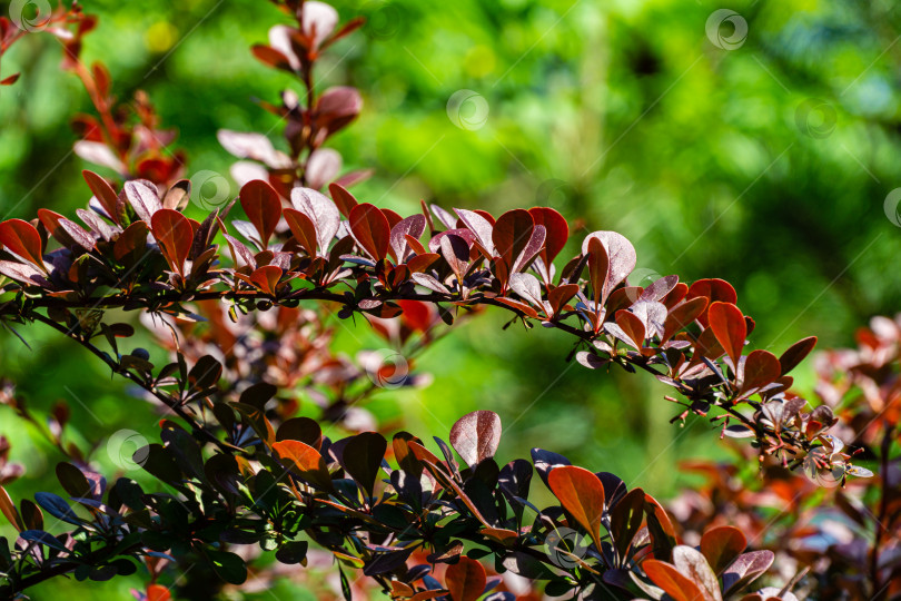 Скачать Красивая фиолетовая листва на изогнутых ветвях барбариса Berberis thunbergii Atropurpurea на размытом фоне зелени сада. Выборочный фокус. Гармония фиолетовой листвы барбариса с вечнозелеными растениями в саду. фотосток Ozero