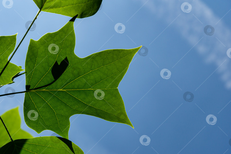 Скачать Молодой лист тюльпанного дерева (liriodendron tulipifera) на фоне солнца на весеннем голубом небе. Выборочный фокус. Крупный план. Тюльпанное дерево называют американским тюльпаном, или тюльпановым тополем, или желтым тополем, или белым лесом. фотосток Ozero