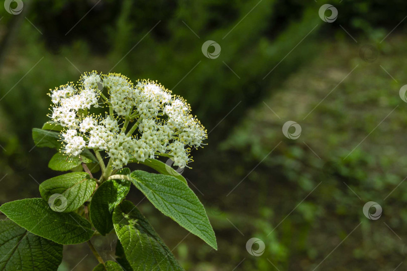 Скачать Красивые белые соцветия калины кожистой (Viburnum rhytidophyllum Alleghany) на размытом темно-зеленом фоне сада. Выборочный фокус. Крупный план. Место для текста. фотосток Ozero