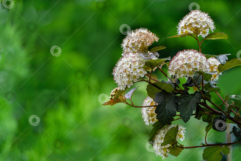 Скачать Соцветия белых цветов Physocarpus opulifolius diabolo или Ninebark с фиолетовыми листьями на размытом фоне зелени в саду. Выборочный фокус. Цветочный пейзаж, свежие обои, концепция природы фотосток Ozero