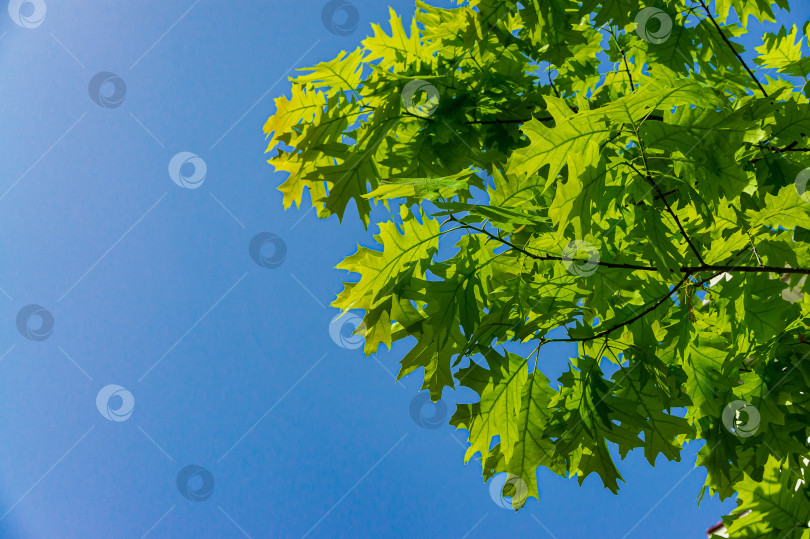 Скачать Красивые резные ярко-зеленые листья красного дуба на фоне голубого весеннего неба. Выборочный акцент. Природная концепция дизайна. Есть место для текста. фотосток Ozero