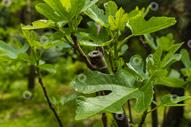 Скачать Молодые листья на стволе южного растения Ficus Carica на размытом фоне зеленых листьев. Выборочный фокус. Концепция природы для дизайна. Есть место для текста. фотосток Ozero