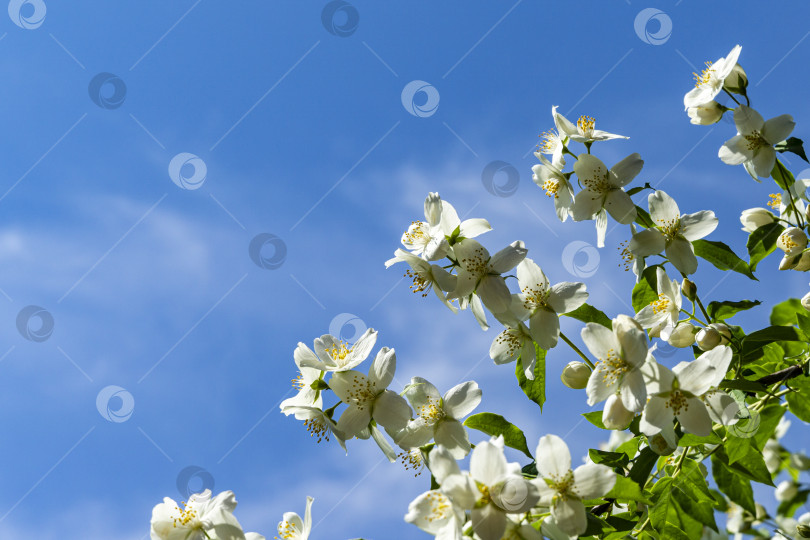 Скачать Большая ветвь, покрытая белыми цветами жасмина Philadelphus lewisii на размытом фоне голубого неба с белыми облаками. фотосток Ozero