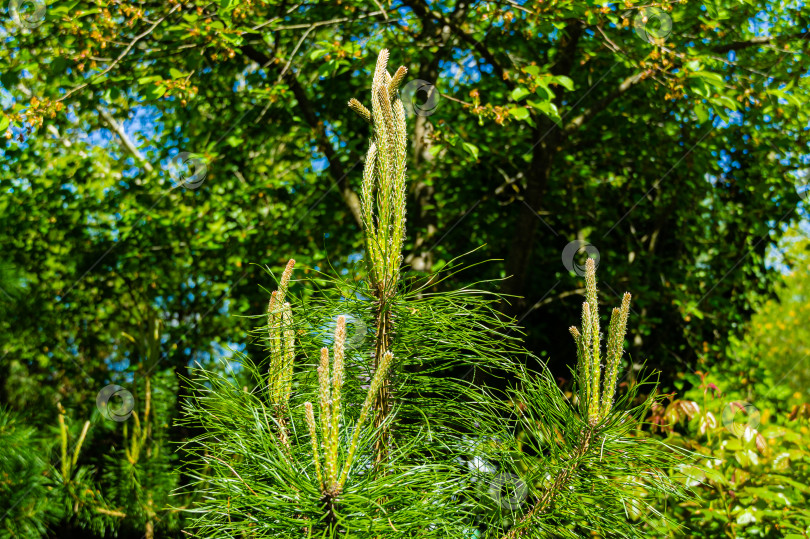Скачать Молодые побеги на верхушках ветвей молодой сосны Сильвестрис на размытом зеленом фоне лиственных деревьев. Выборочный фокус. Возраст сосны 8 лет. Солнечный день в весеннем саду. Концепция природы для дизайна. фотосток Ozero