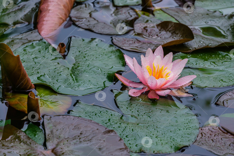 Скачать Удивительная ярко-розовая водяная лилия или лотос Marliacea Rosea в старом пруду. Нимфы отражаются в темной воде. Крупные листья зеленого и фиолетового цветов на поверхности воды. Концепция природы для дизайна. фотосток Ozero