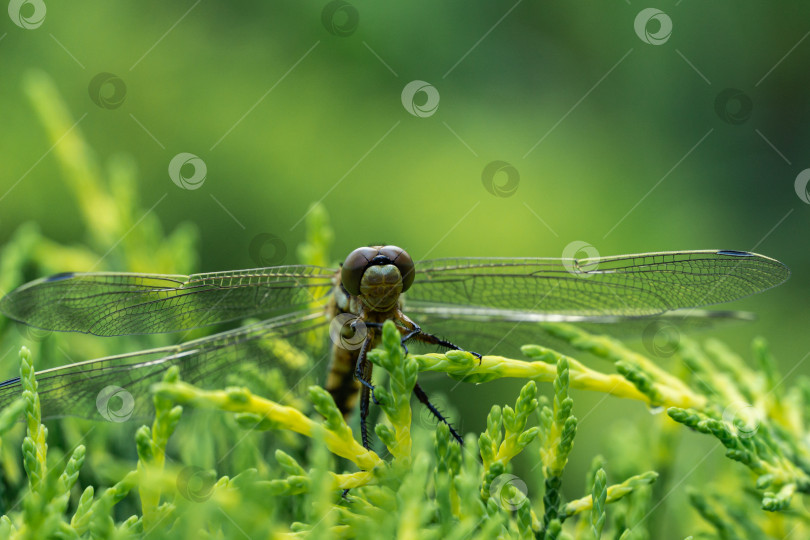 Скачать Красивая молодая самка чернохвостой стрекозы (Orthetrum cancellatum) на размытом фоне листьев туи западной. Эта стрекоза относится к семейству Libellulidae. Портрет стрекозы с пространством для копирования. фотосток Ozero