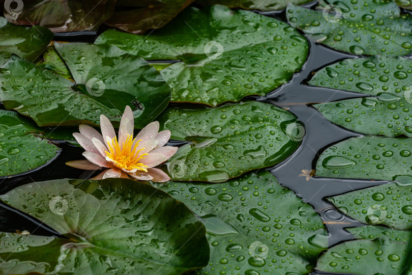 Скачать Удивительная ярко-розовая водяная лилия или лотос Marliacea Rosea в старом пруду. Нимфы отражаются в темной воде. Крупные листья зеленого и фиолетового цветов на поверхности воды. Концепция природы для дизайна. фотосток Ozero