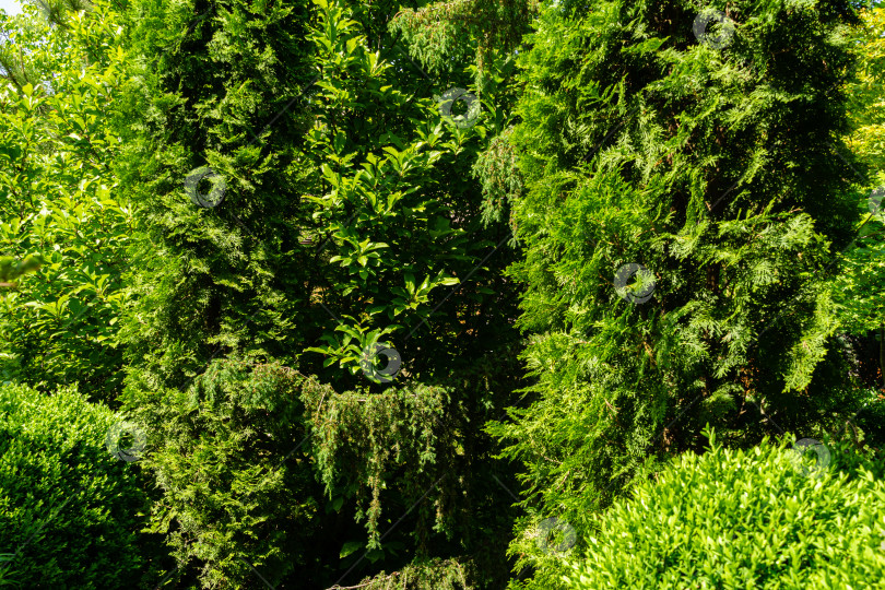 Скачать Ландшафтный сад с вечнозелеными растениями на фоне голубого весеннего неба. Можжевельник Горцмана, сосна Глаука японская, корейская западная туя и самшит в качестве примеров используют вечнозеленые растения в ландшафтном дизайне. фотосток Ozero