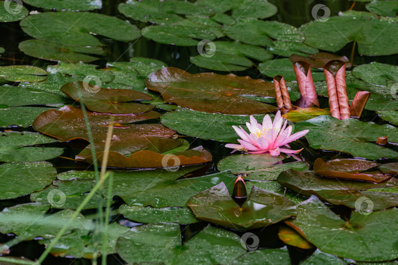 Скачать Удивительная ярко-розовая водяная лилия или лотос Marliacea Rosea в старом пруду. Нимфы отражаются в темной воде. Крупные листья зеленого и фиолетового цветов на поверхности воды. Концепция природы для дизайна. фотосток Ozero