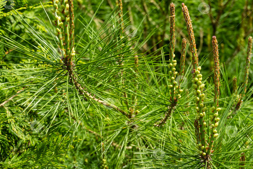 Скачать Молодые побеги на верхушках ветвей молодой сосны Pinus densiflora Umbraculifera на размытом фоне вечнозеленых растений. Выборочный фокус. Солнечный день в весеннем саду. Концепция природы для дизайна фотосток Ozero