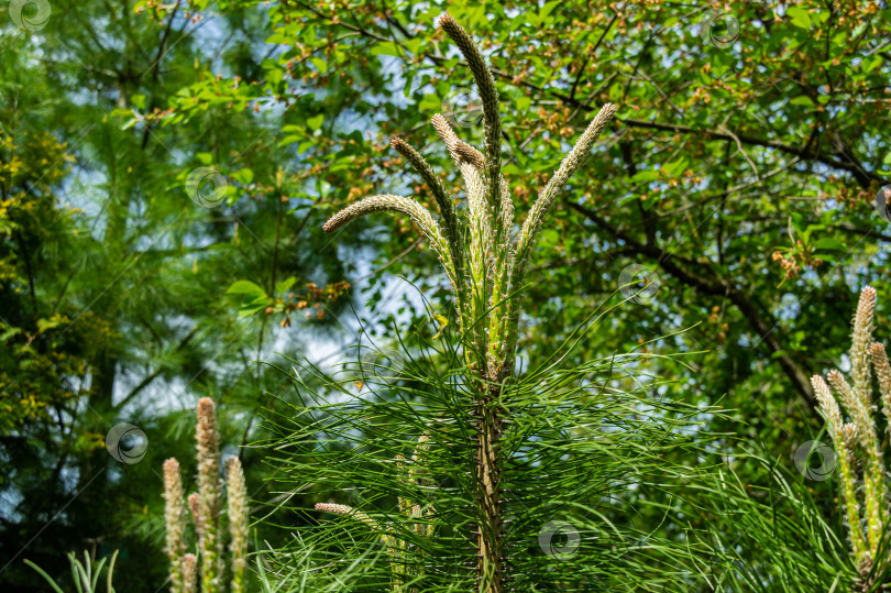 Скачать Молодые побеги на верхушках ветвей молодой сосны обыкновенной Silvestris на размытом фоне вечнозеленых растений. Выборочный фокус. Солнечный день в весеннем саду. Концепция природы для дизайна фотосток Ozero