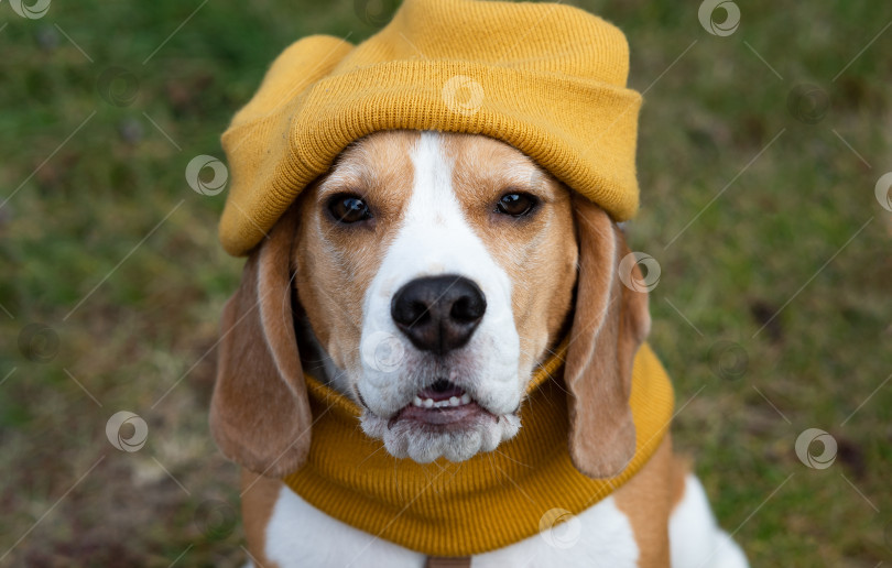Скачать Собака породы бигль в вязаной шапочке и шарфе лежит на диване. Уютная теплая домашняя обстановка. Осенняя концепция. фотосток Ozero