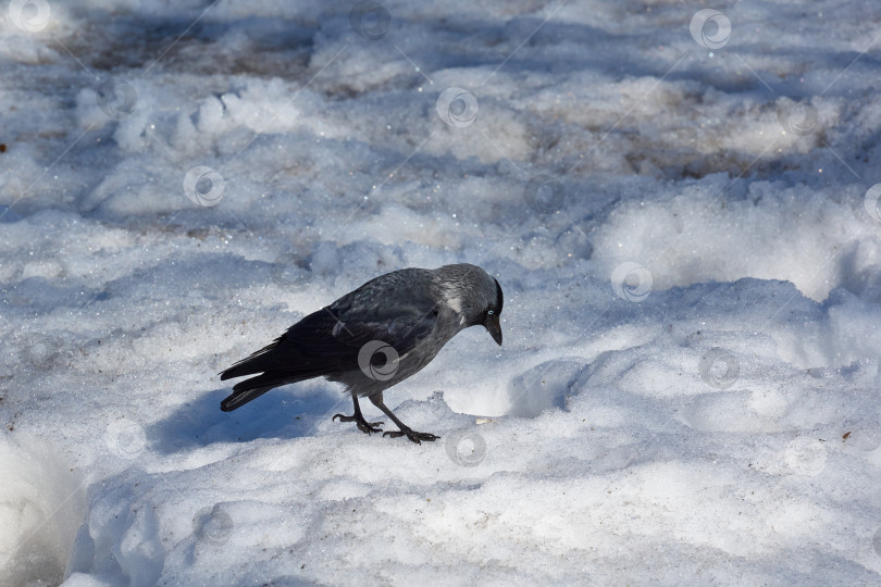 Скачать Галка прогуливается по городской площади, покрытой снегом. фотосток Ozero
