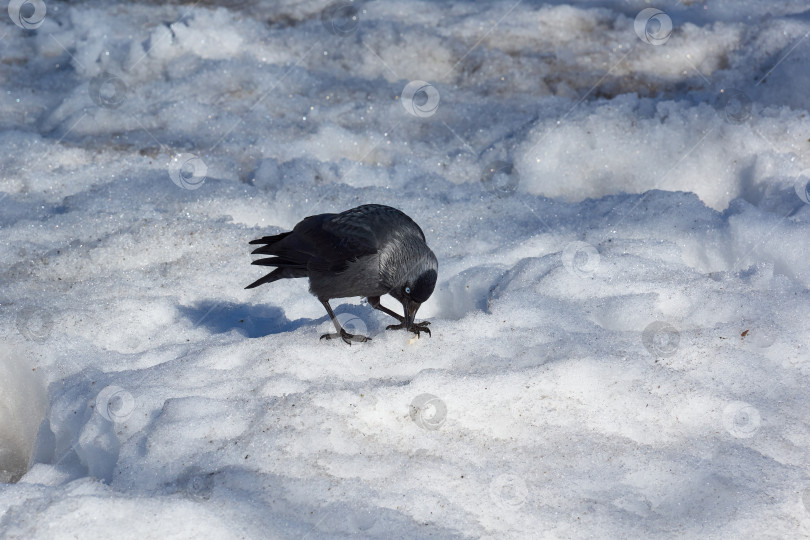 Скачать Галка прогуливается по городской площади, покрытой снегом. фотосток Ozero