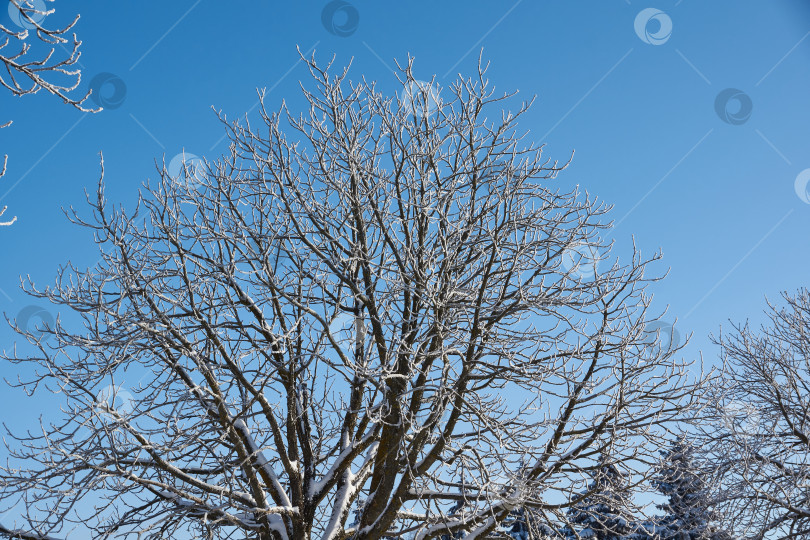 Скачать Зимнее волшебство. После оттепели ударили морозы, и деревья покрылись инеем фотосток Ozero