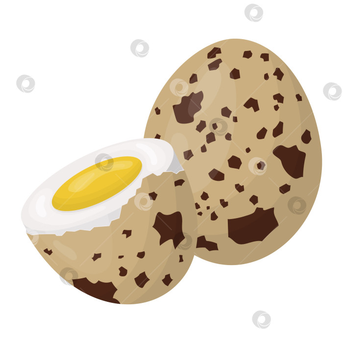 Скачать перепелиные яйца. Вареные яйца в скорлупе. Векторная иллюстрация фотосток Ozero