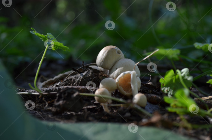 Скачать грибы в лесу фотосток Ozero