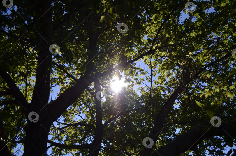 Скачать солнце светит через листья фотосток Ozero