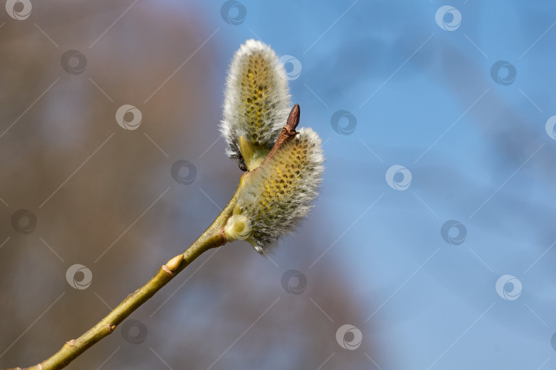 Скачать Цветет ива (лат. Salix), распустились сережки - соцветия. фотосток Ozero