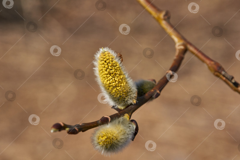 Скачать Цветет ива (лат. Salix), распустились сережки - соцветия. фотосток Ozero