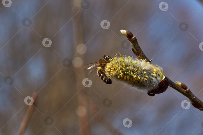 Скачать Цветет ива (лат. Salix), распустились сережки - соцветия. фотосток Ozero