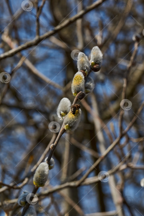 Скачать Цветет ива (лат. Salix), распустились сережки - соцветия. фотосток Ozero